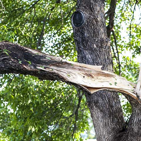 Tree Trunk Split and Broken