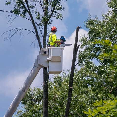 Arborist in a bucket truck